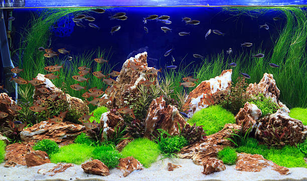 istock Aquatic plants in tropical 505565253