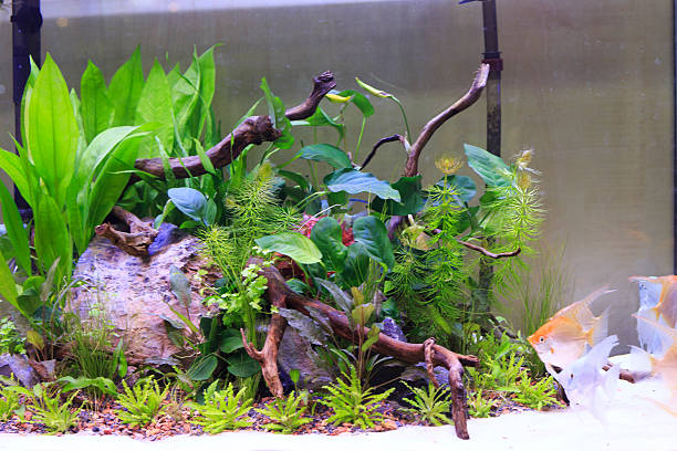 istock Aquatic plants in tropical 505565255