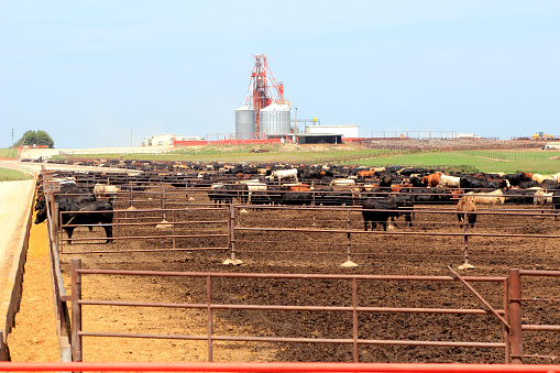 Large number of cattle that are feeding in a feedlot in Kansas.