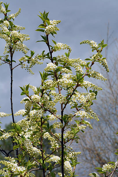 fleurs de cerisier des oiseaux - cherrywood photos et images de collection