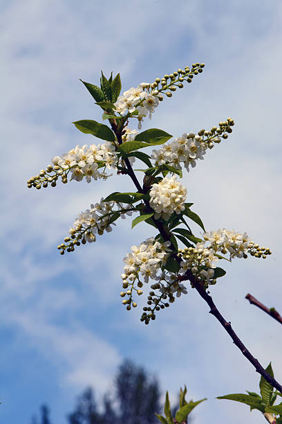 fleurs de cerisier des oiseaux - cherrywood photos et images de collection