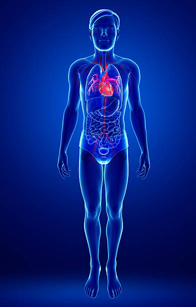 Male heart anatomy