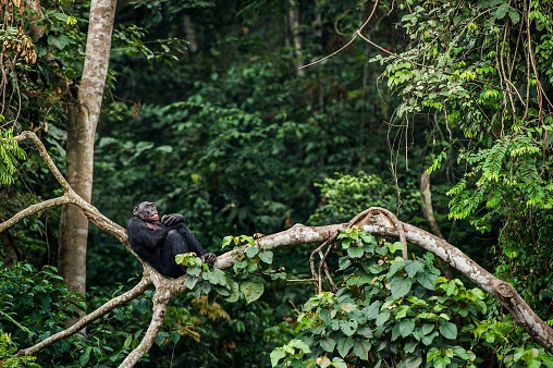 Bonobo (Pan Paniscus) en una rama de árbol. photo