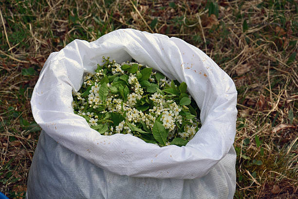 flores de cereja de pássaro na bolsa - cherrywood - fotografias e filmes do acervo