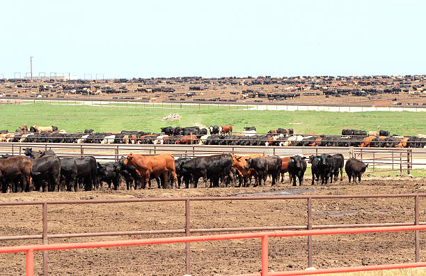 istock Agriculture: Large number of cattle feeding in a feedlot 505565822