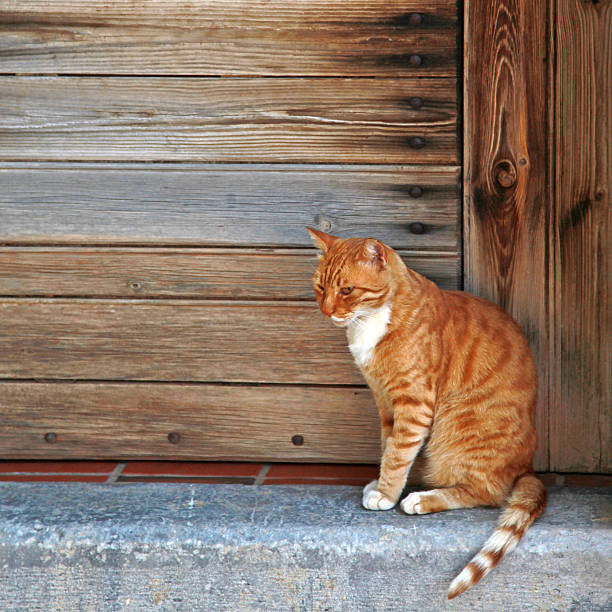 istock red cat  in wood doorway, Greece 505566359