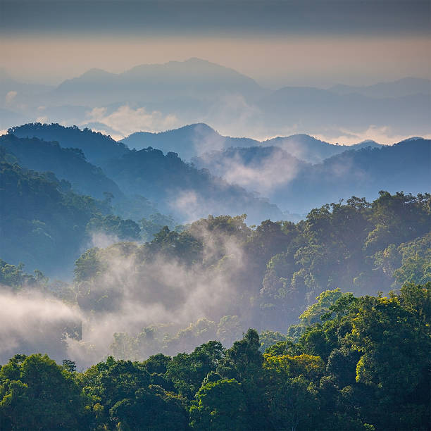 istock Morning Mist at Tropical Mountain Range,Thailand 505566451