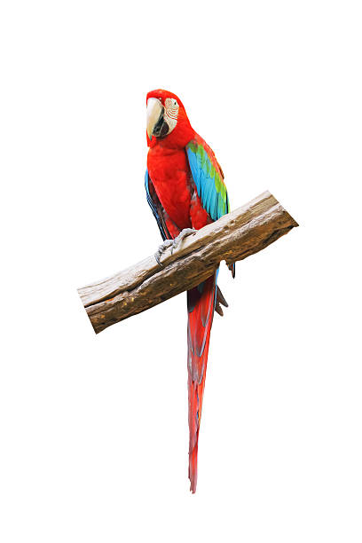 istock parrot bird sitting on the perch 505566813