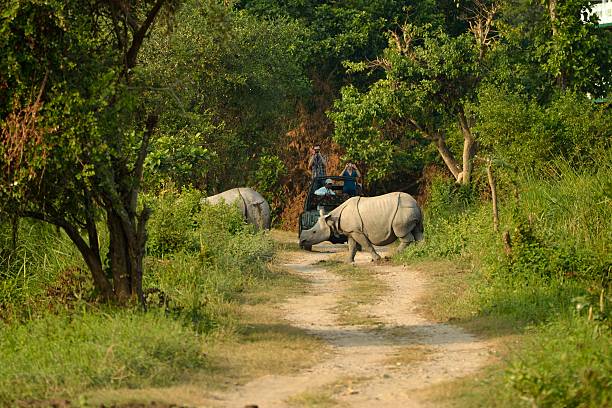 Great Indian Rhino stock photo
