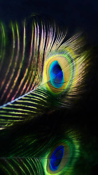 istock Digital art paint effect, Multicolored peacock feather, black background 505567292