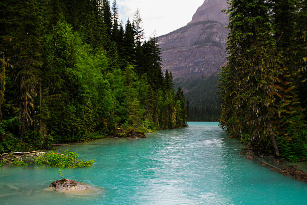 istock Hiking Berg Lake Trail 505567337