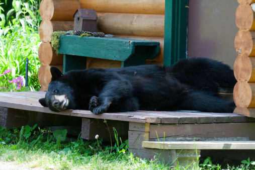 Black bear laying on a cabin porch