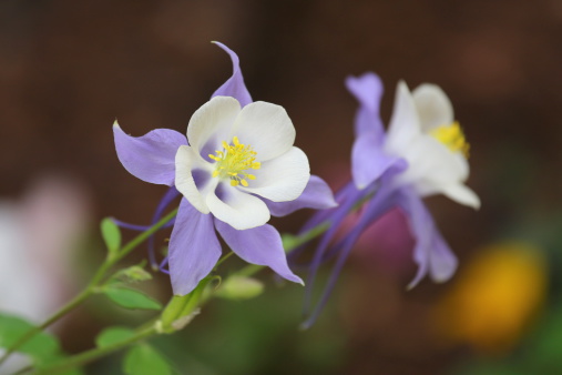 Columbines growing at high elevation in the Rocky Mountains of North America.