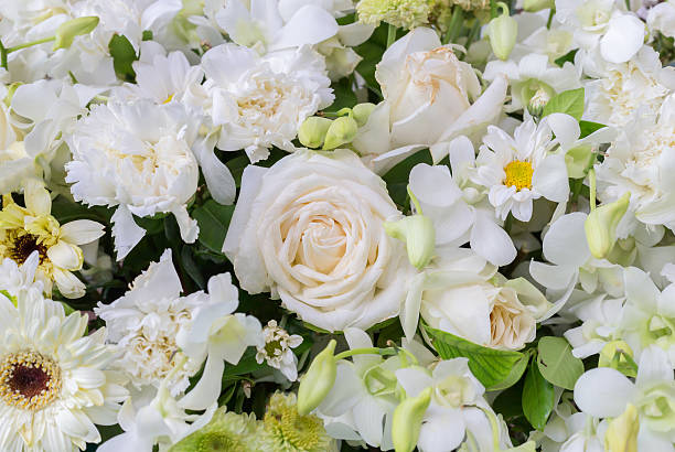 istock white rose in flowers 505568186