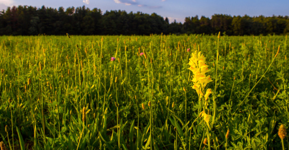 A yellow flower in a field of grass.