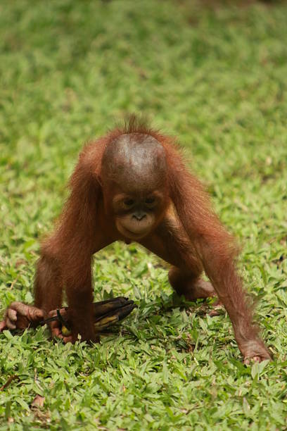 istock baby orang utan 505568946