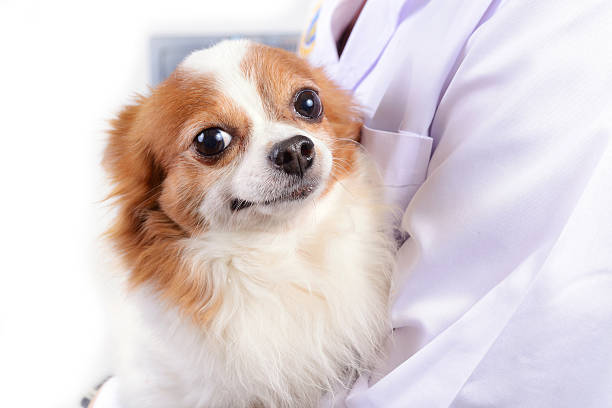 istock Chihuahua dog with doctor. 505568967