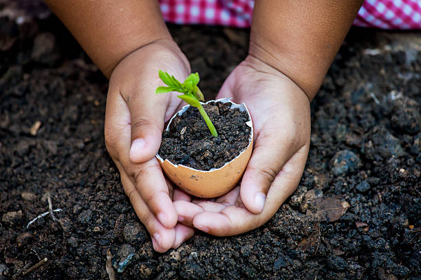 niño mano agarrando joven árbol en egg carcasa - growth new life seedling child fotografías e imágenes de stock