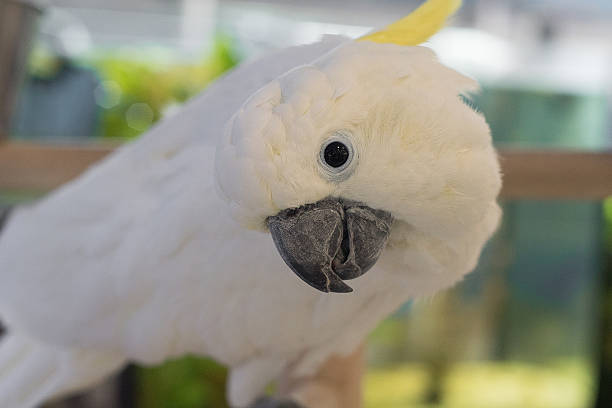 istock face of the parrot 505569337