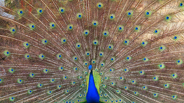 istock Close-up of beautiful peacock with feathers out 505569722