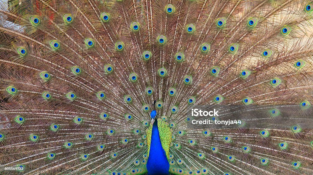 Close-up of beautiful peacock with feathers out Albino Stock Photo