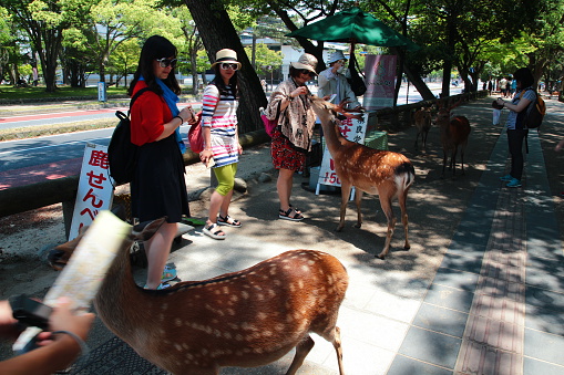 Nara, Japan - May 30, 2015:  Visitors feed wild Sika deer in Nara, Japan. Nara is a major tourism destination in Japan.