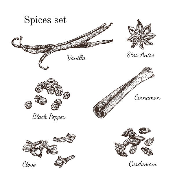 ilustrações, clipart, desenhos animados e ícones de tinta mão desenhada conjunto de especiarias - cardamom seed plant isolated