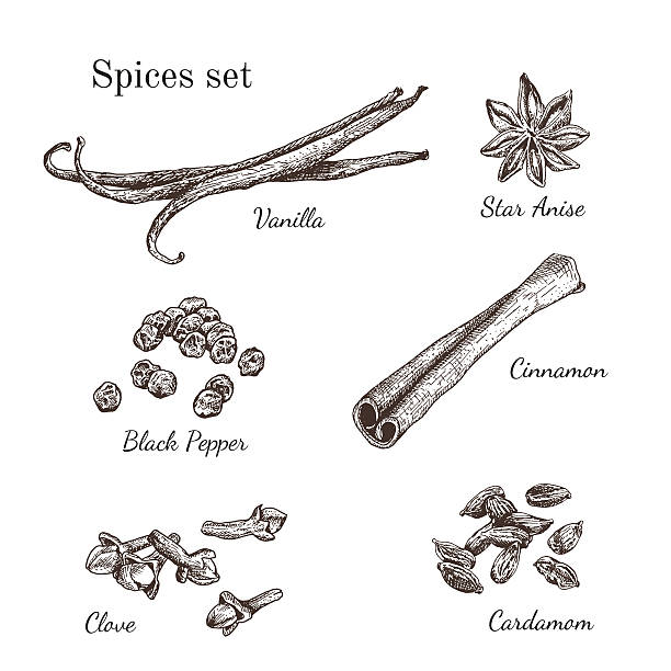 ink hand drawn набор специи - cardamom seed plant isolated stock illustrations