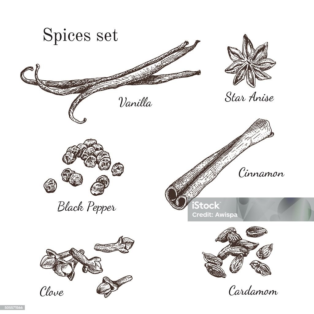 Ink hand drawn spices set Ink hand drawn spices set. Engraving style.  Cinnamon stock vector