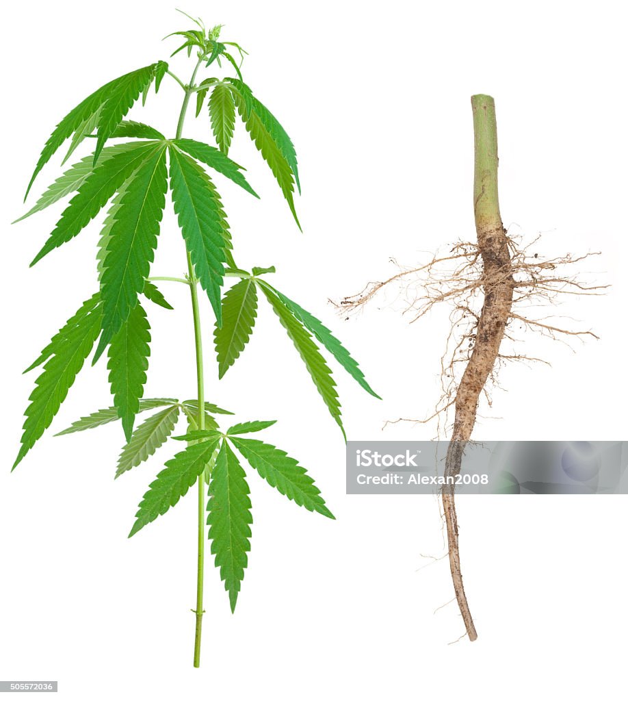 Cannabis with a root Root Stock Photo