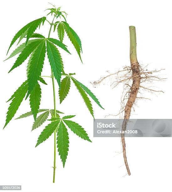 Cannabis With A Root Stock Photo - Download Image Now - Root, Addiction, Agriculture