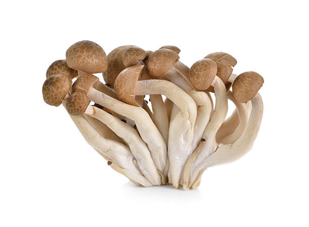 istock shimeji mushroom, brown beech mushroom on white background 505572112
