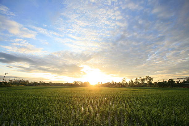 istock peaceful rice field on sunrise sky 505573244