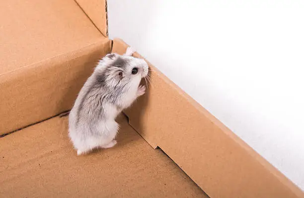 Hamster in the box,In China