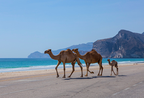 Camels go on the road. Dhofar, Oman.