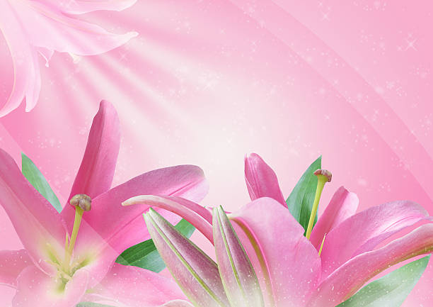 istock Pink lily flower 505575418