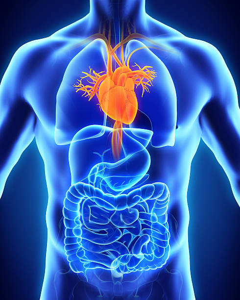 istock Human Heart Anatomy 505575748