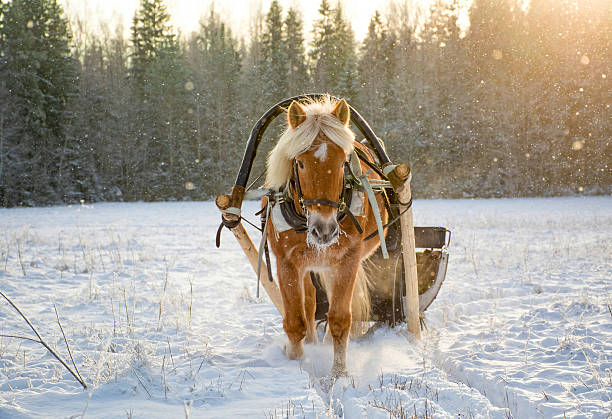 Sleigh ride with horse