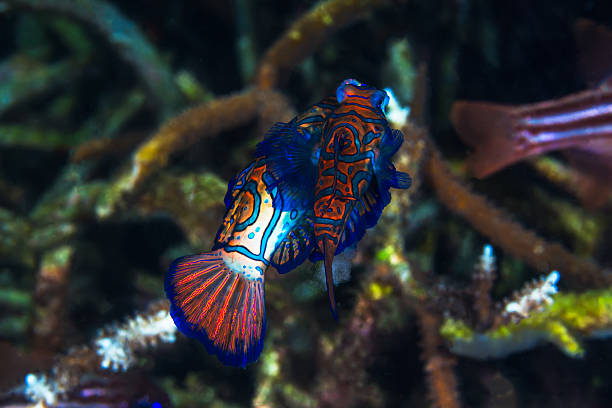istock Couple Madarin fish Mating 505577008