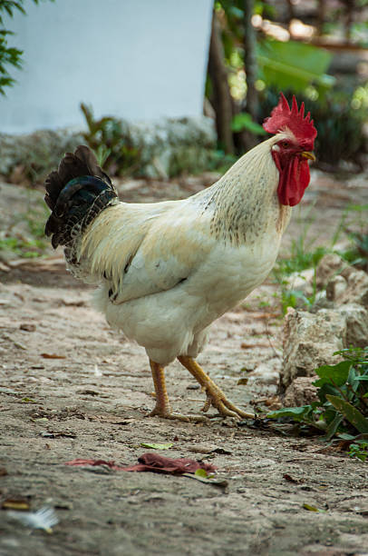 istock Rooster at the jungle 505577168