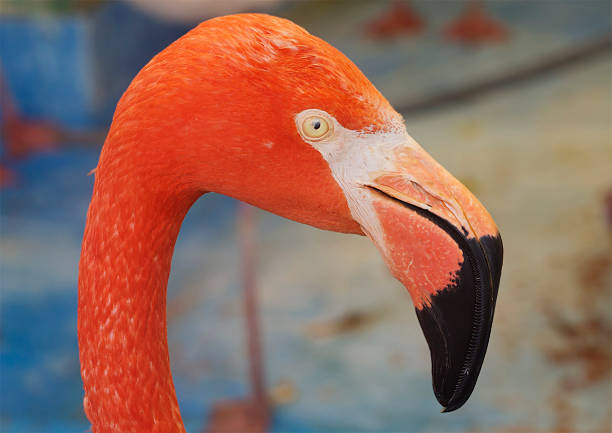 Amazingly beautiful plumage and Regal posture rightly puts flamingos in the ranks of the first beauties among the birds. The birthplace of the red Flamingo is the coast and the Islands of the Caribbean sea, the Galapagos Islands and the northeast coast of South America.
