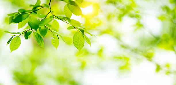 istock Fresh Green Leaves In Forest 505578546