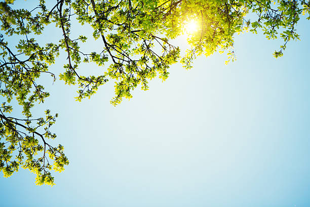 frühling grün - leaf underside stock-fotos und bilder