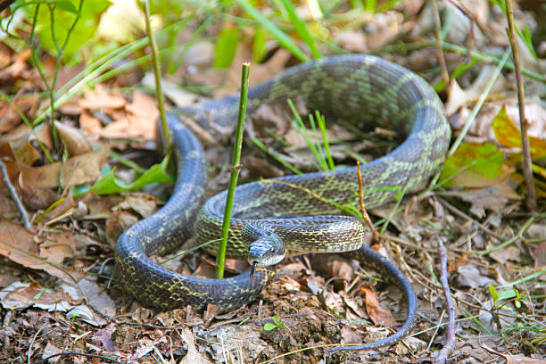 istock Rat Snake poised to strike 505582153