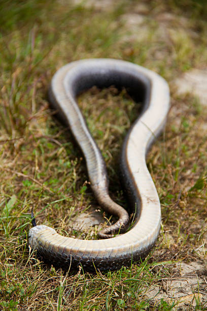 Hognose Snake Playing Dead Stock Photo - Download Image Now