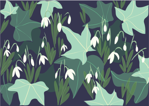 A landscape image of flowering snowdrops growing amongst and ivy plant.