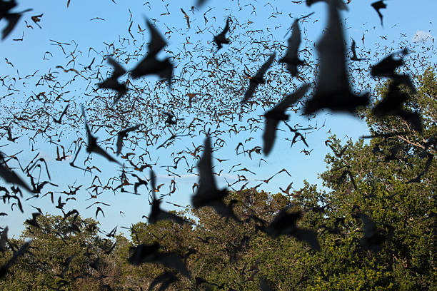 istock Flying Mexican free-tailed bats Texas 505582863