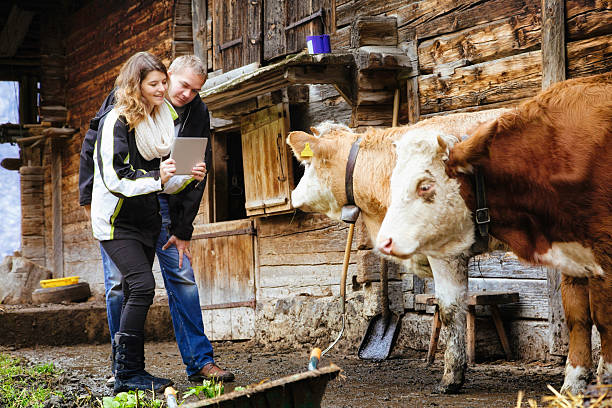 istock Swiss tourists photographing cows with tablet 505583045