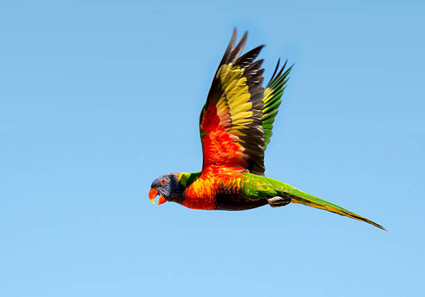 Lorikeet (Trichoglossus haematodus) flying in Australia A Rainbow Lorikeet (Trichoglossus haematodus) flying in Queensland (Australia) lorikeet photos stock pictures, royalty-free photos & images