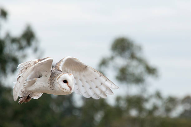 Common Barbagianni comune (Tyto alba) volante - foto stock